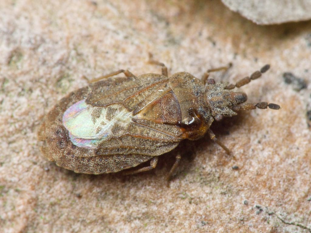 Aradus cinnamomeus Panzer, 1806